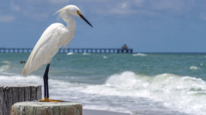 Egret on the Beach in Naples FL