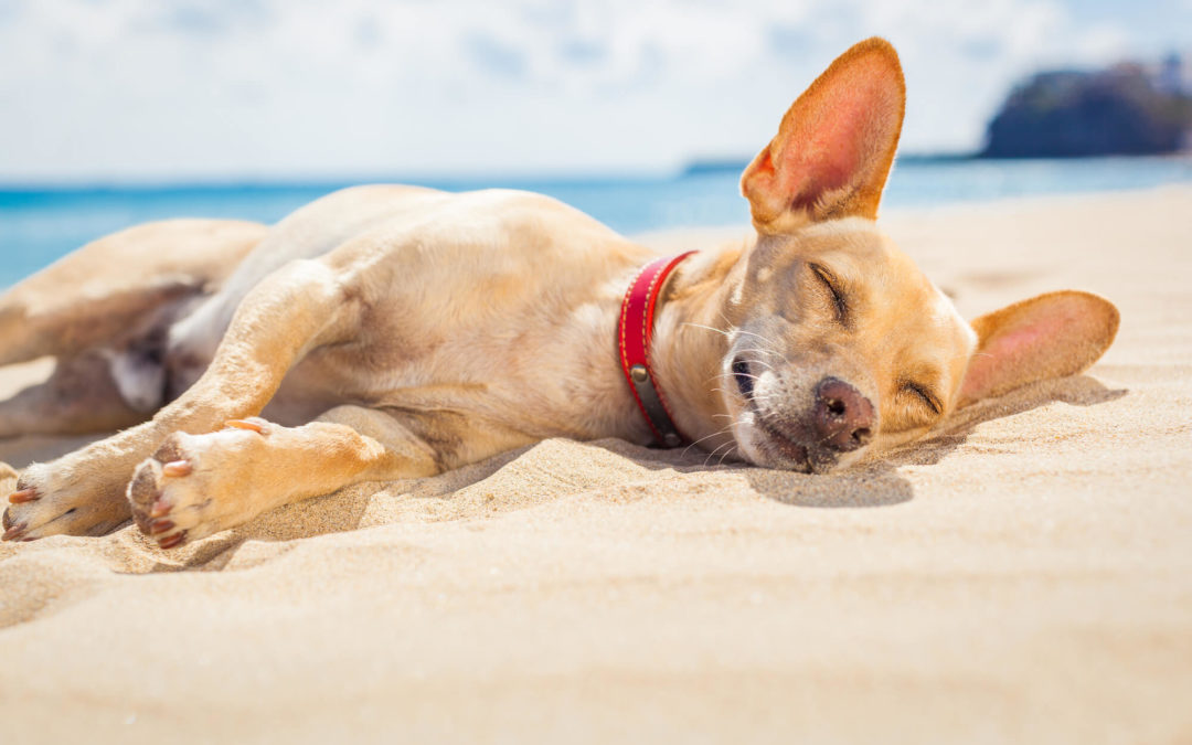 A Dog Friendly Guide to Naples, FL