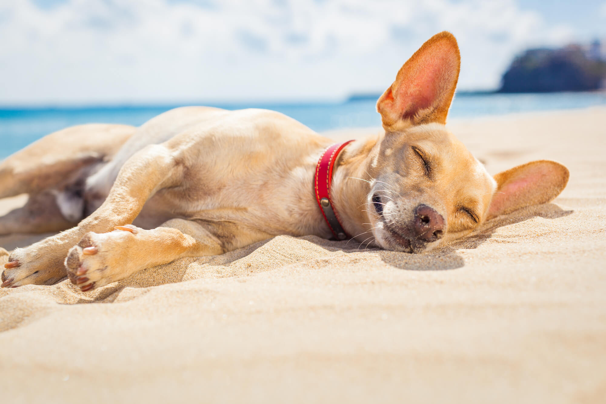 are dogs allowed on naples beaches