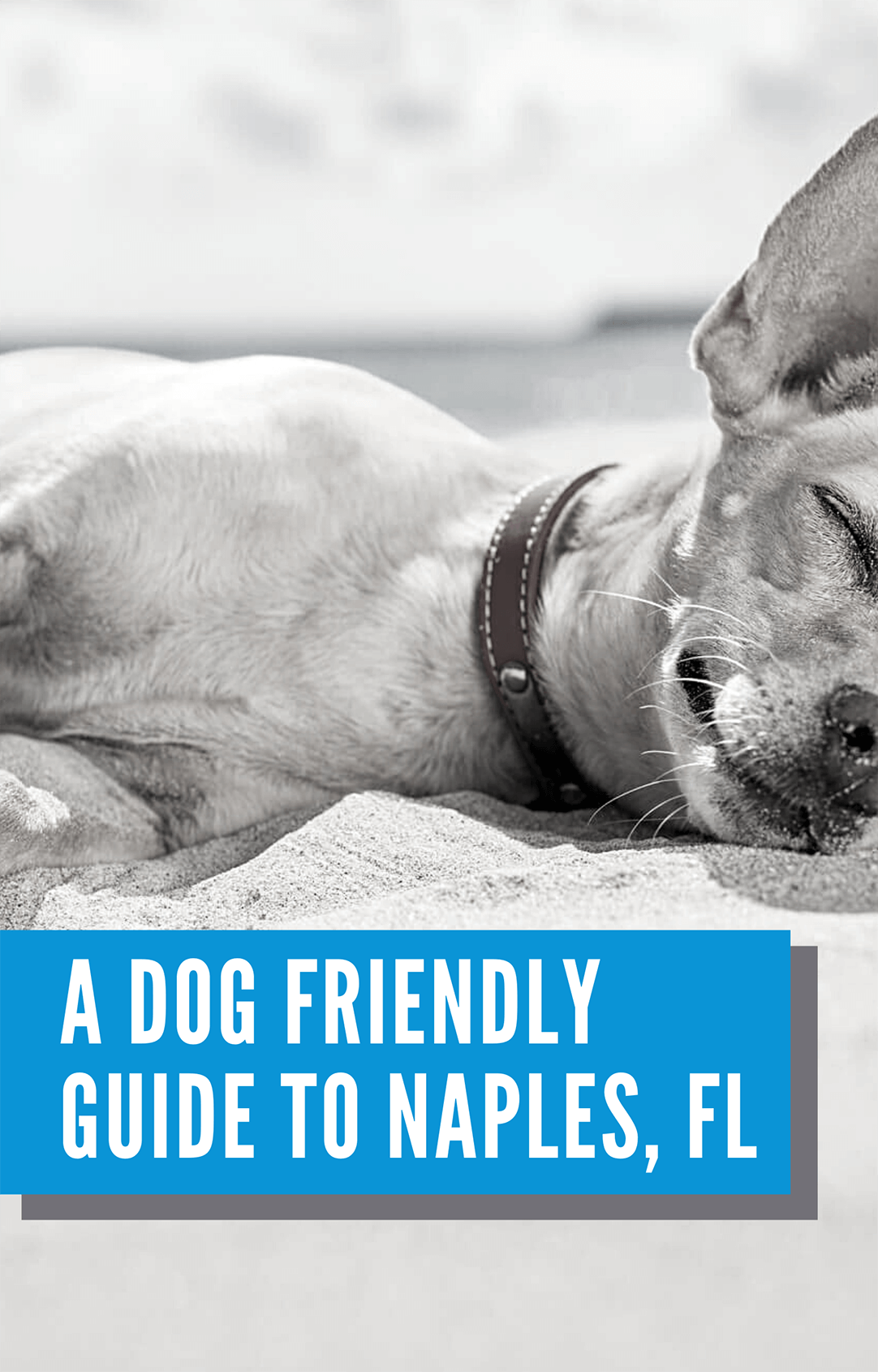 Naples Dog Friendly Guide by Sonja Pound