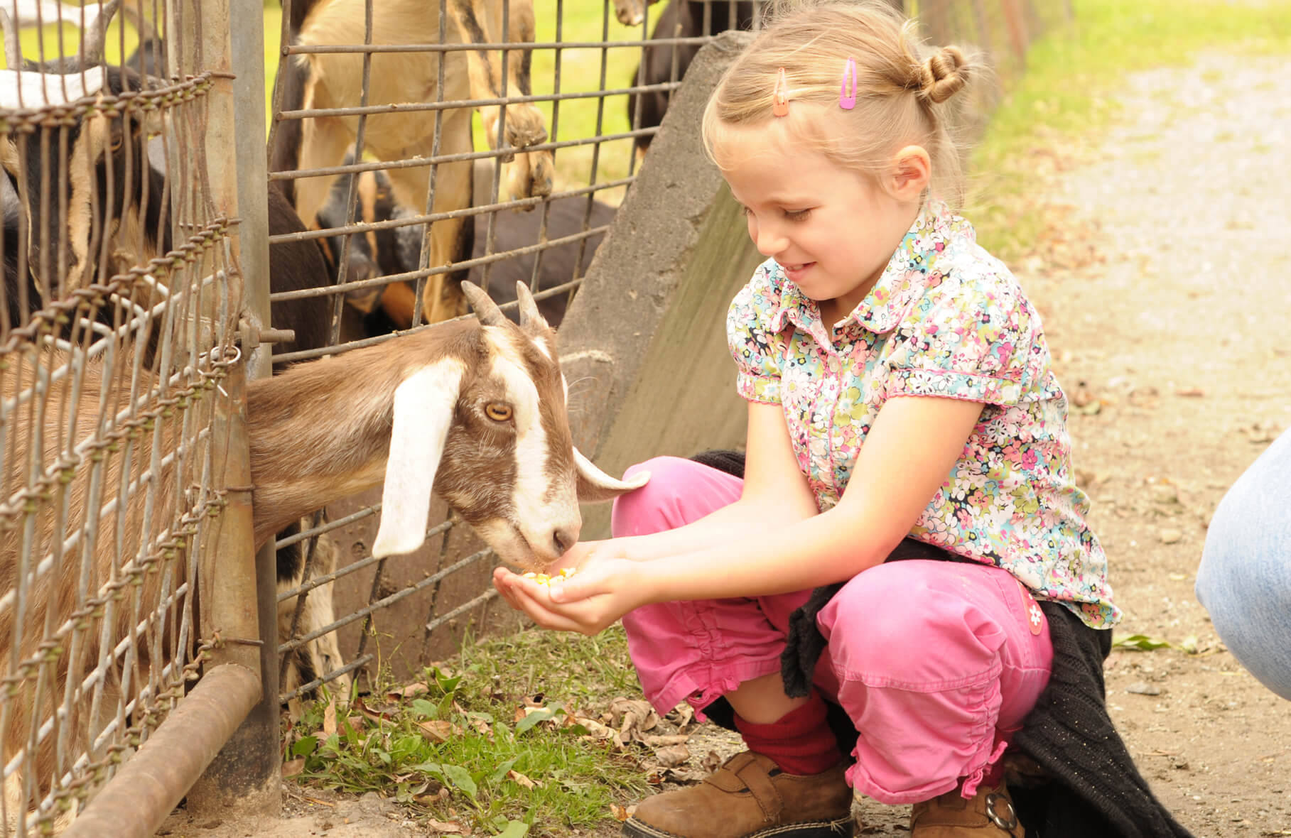 What to Do in Naples Florida - Petting Zoo - April 26 - 28, 2024